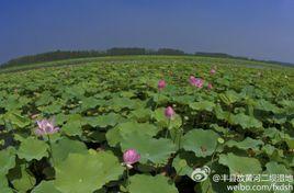 豐縣故黃河二壩濕地公園