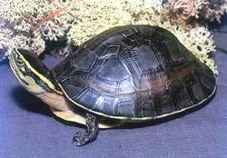 安汶水棲箱龜