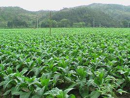 大華村[江蘇省常州市武進區湖塘鎮大華村]