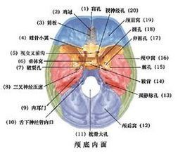 顱前窩