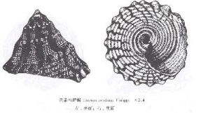 褶條馬蹄螺