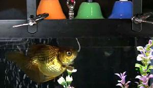 “周周”成為世界上第一條會奏樂的金魚。