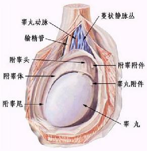 睪丸炎