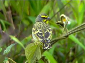 金青[雀形目燕雀科動物]