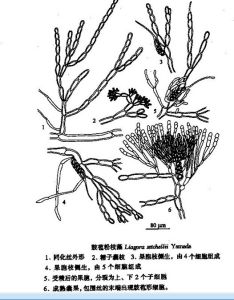 鼓苞粉枝藻