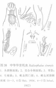 中華華首線蟲