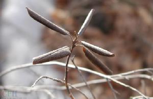 Rhododendron dauricum Linn. 興安杜鵑