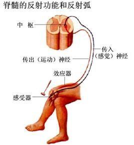 非條件反射