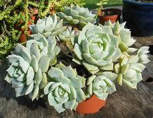 xGraptoveria titubans