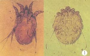 兔蟎病——病原蟎蟲