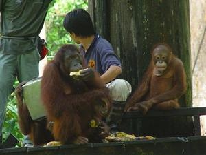 人工飼養的猩猩