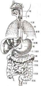 消化病學