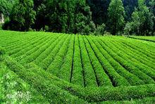 康縣陽壩茶園