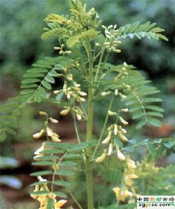 黃芪六一湯