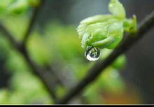 雨水到，草木萌動