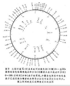 細菌接合