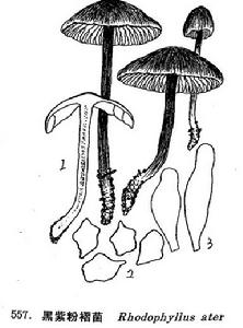 黑紫粉褶菌