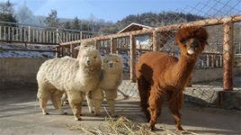 青藏高原野生動物園