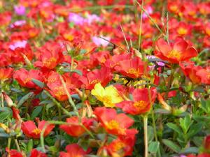 （圖）野花不採 防花毒