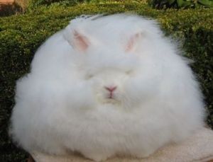 巨型長毛兔