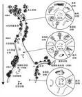 生態結構