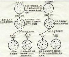 塗布試驗