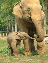 南寧市動物園