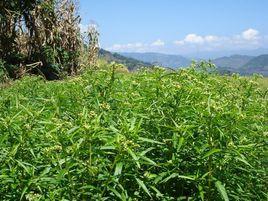 穿心蓮[爵床科植物]