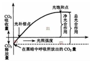 淨光合作用