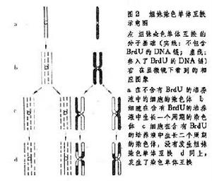 毒理遺傳學