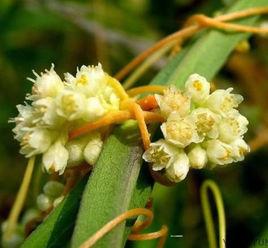 菟絲花[草本植物]