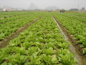 石橋鎮塘蓬村蔬菜種植