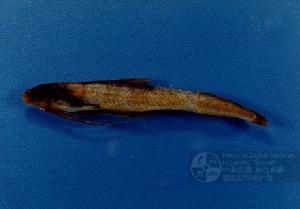 長頭犀鱈