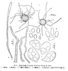 真菌