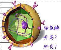 辛伐他汀咀嚼片