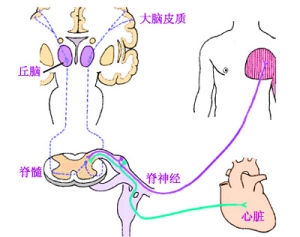 牽涉痛