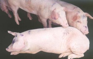 Porcine reproductive and respiratory syndrome virus