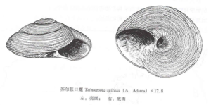 蘇爾張口螺