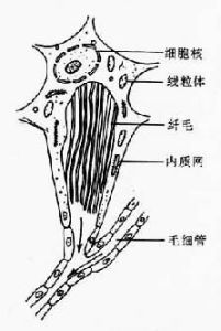 排泄系統