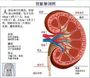 小便異常徵象(一)