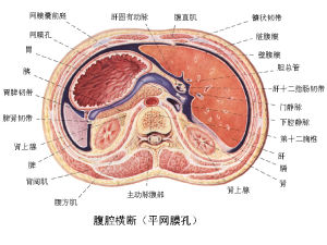 （圖）腹膜