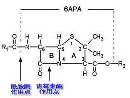 半合成青黴素