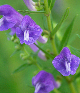 退色黃芩