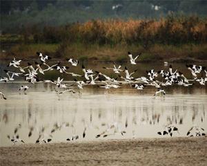 水鳥世界生態園