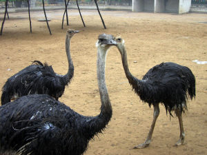 金鷺鴕鳥園