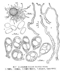 小二孢白粉菌