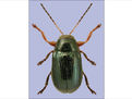 綠胡椒粉盒甲蟲