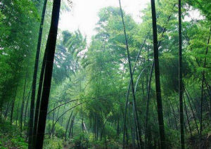 太浮山森林公園