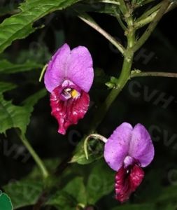 華麗鳳仙花