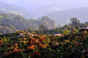 菌子山